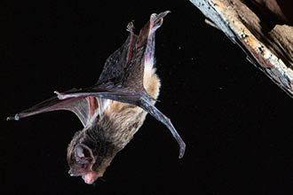 web_listing_image