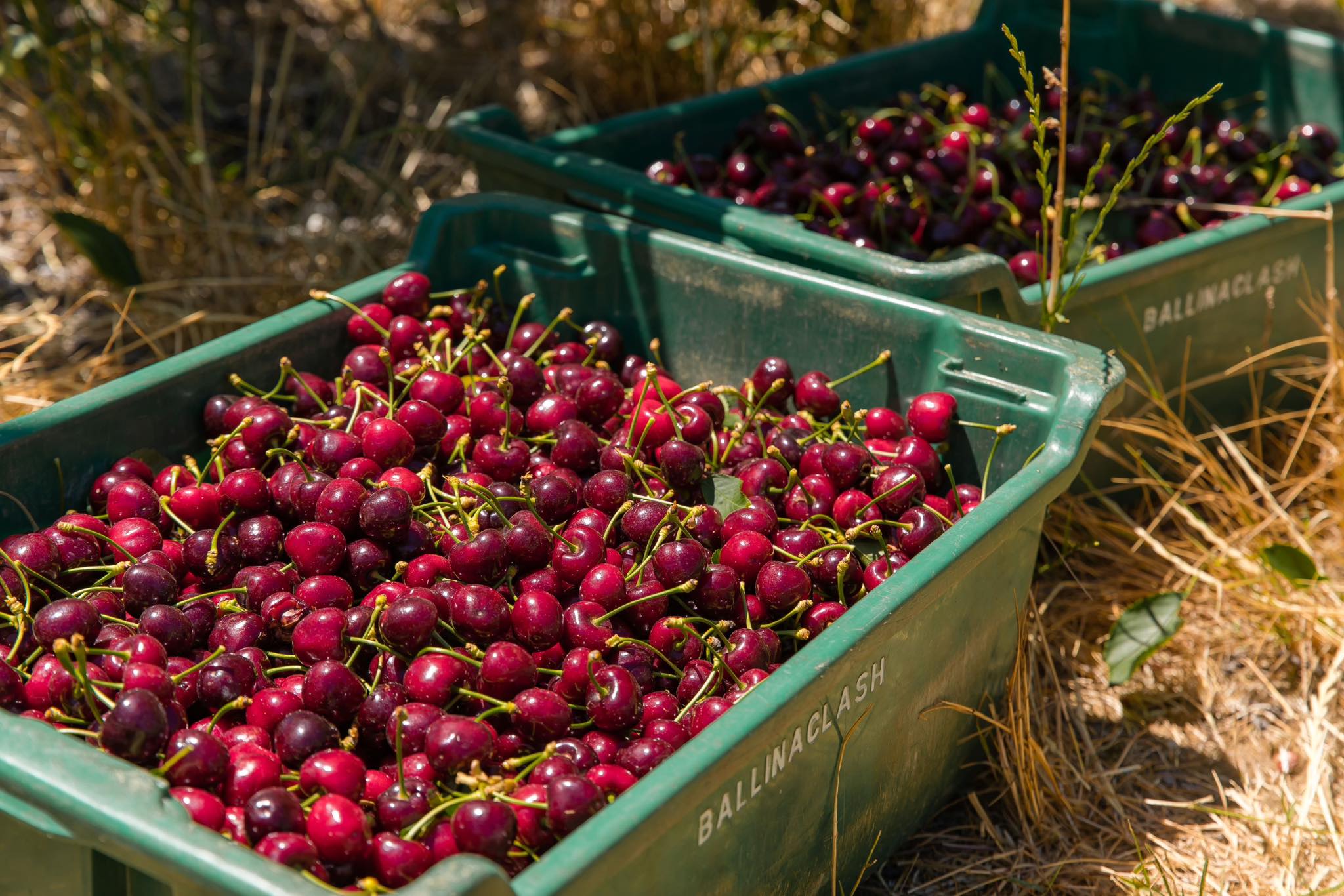 cherries