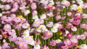A Brand-New FREE Spring Festival is Blooming at Mount Annan