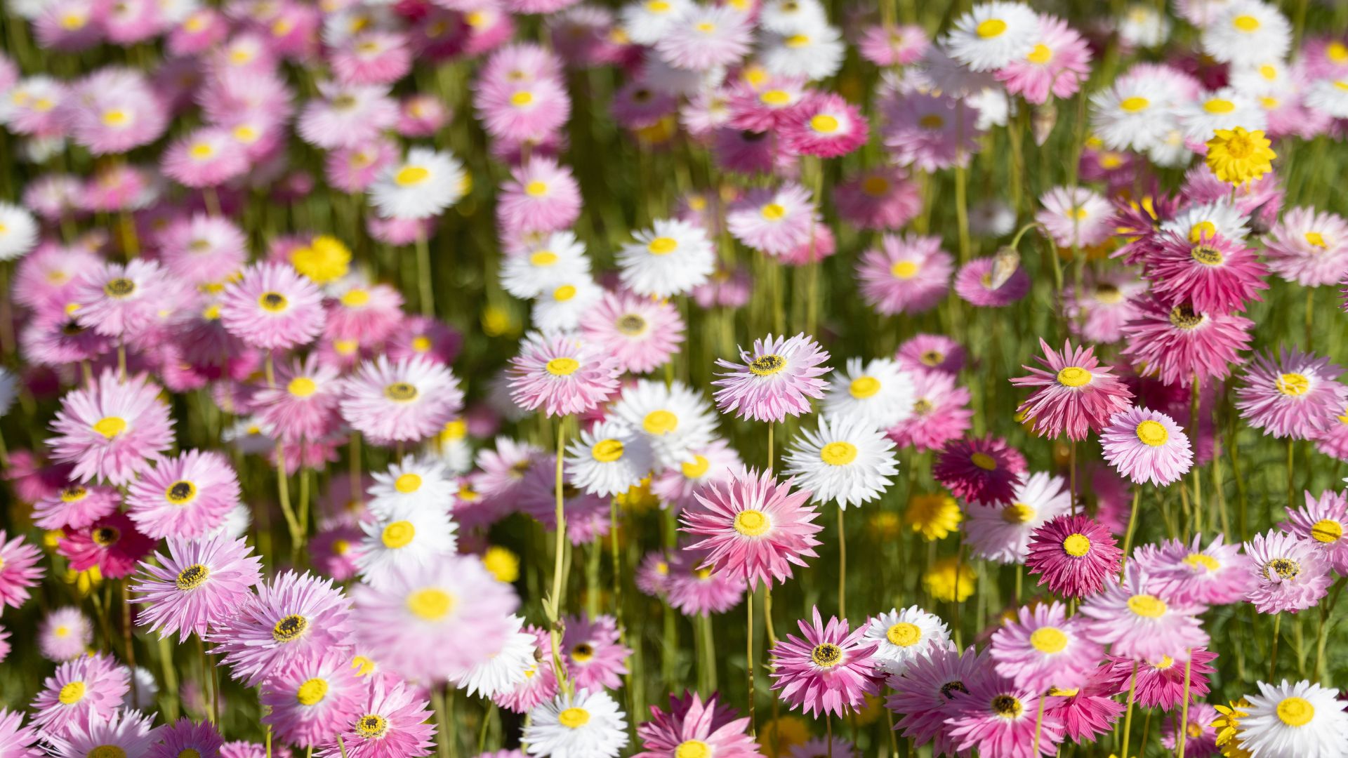 BGS_MountAnnanPaperDaisySpringFestival_1920x1080_4